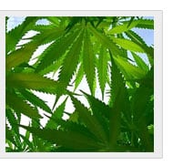 houston-marijuana-charges